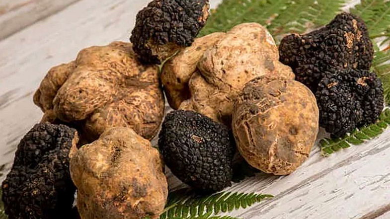 A Tenuta Caminata si esaltano i sapori del prestigioso Tartufo del Pollino