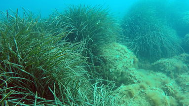 Montegiordano installerà dissuasori in mare contro la pesca a strascico 