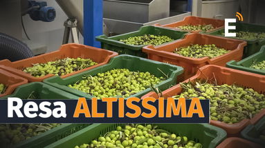 Extravergine, Sibaritide regina della produzione ma il costo sale alle stelle. Ecco perché