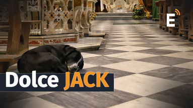 Jack, il cane 