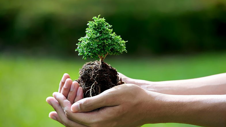 Torna a Co-Ro la Festa dell'Albero