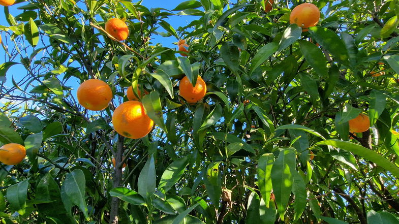 Le Clementine del Majorana di Corigliano-Rossano diventano IGP