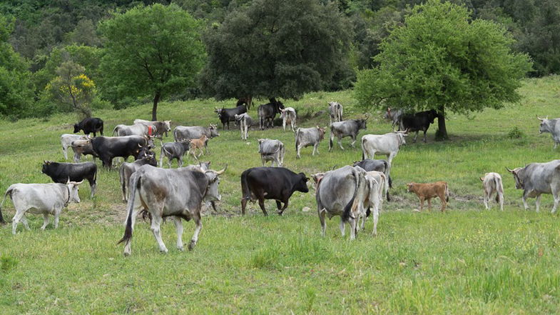 A Paludi inizia la demonticazione: il ritorno degli animali dopo la transumanza