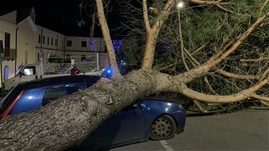 A Cassano Jonio un albero cade su un'auto per forti raffiche di vento