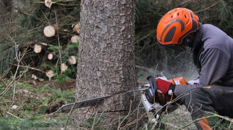 La denuncia di un ex lavoratore forestale calabrese. «Il Tfr dopo 40 anni di lavoro mi è stato rubato»