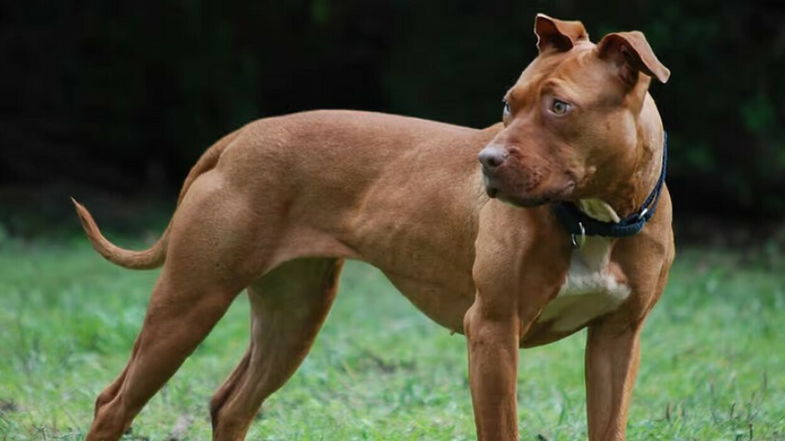 Mamma e figlia aggredite da un pitbull: interviene la Procura di Castrovillari