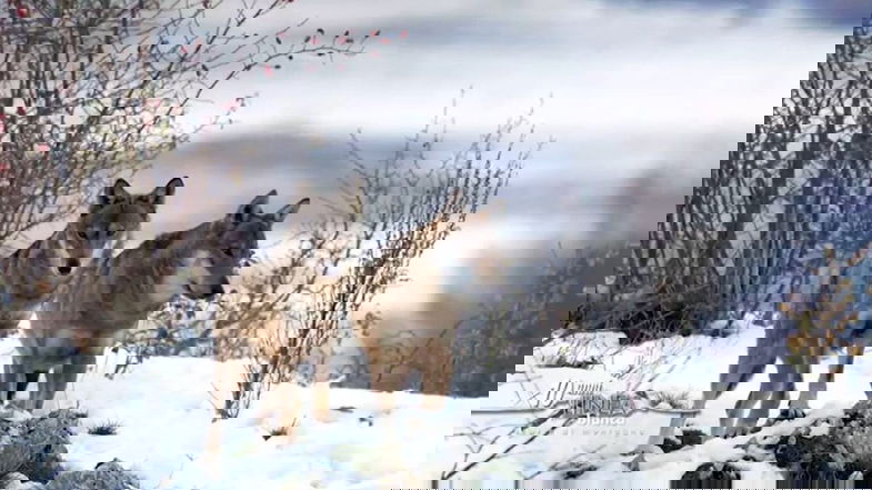 “Linea Bianca” in Sila per una puntata dedicata ai tesori delle montagne calabresi