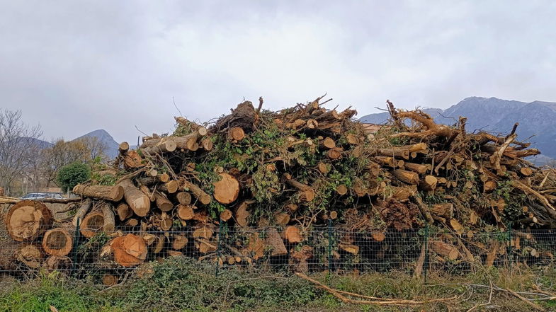 Castrovillari, Ferdinando Laghi (DeMa) interviene contro il taglio indiscriminato di alberi