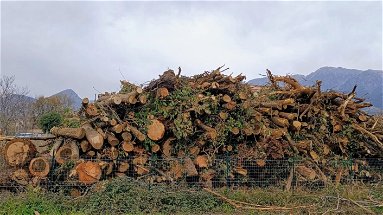 Castrovillari, Ferdinando Laghi (DeMa) interviene contro il taglio indiscriminato di alberi