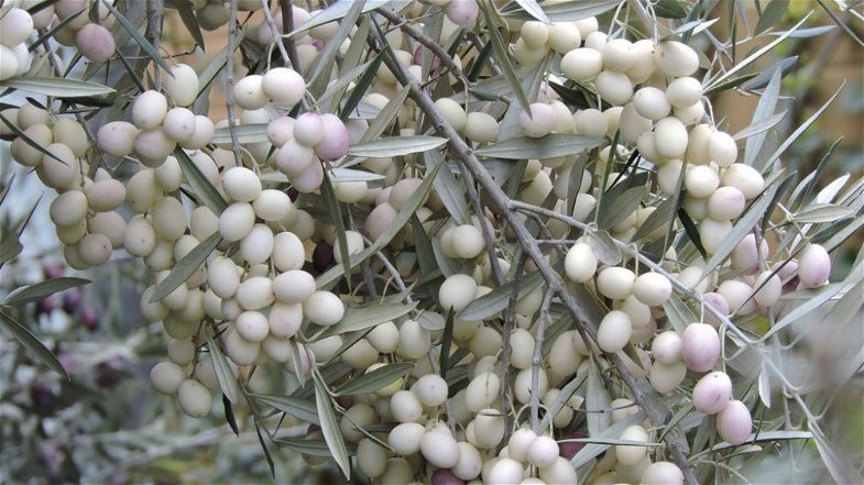 Leucolea, Vaccarizzo vuole tutelare la sacra oliva bianca 