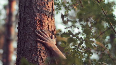 Nel Parco Nazionale della Sila verrà presentata una stazione di Terapia Forestale