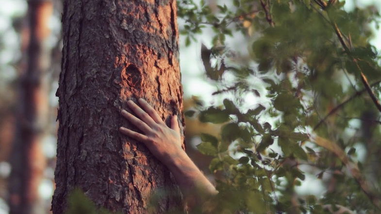 Nel Parco Nazionale della Sila verrà presentata una stazione di Terapia Forestale