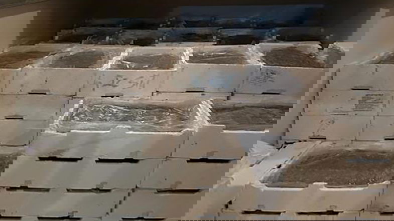 Sequestrati altri 800kg di neonata di sarda ad un posto di blocco della Gdf