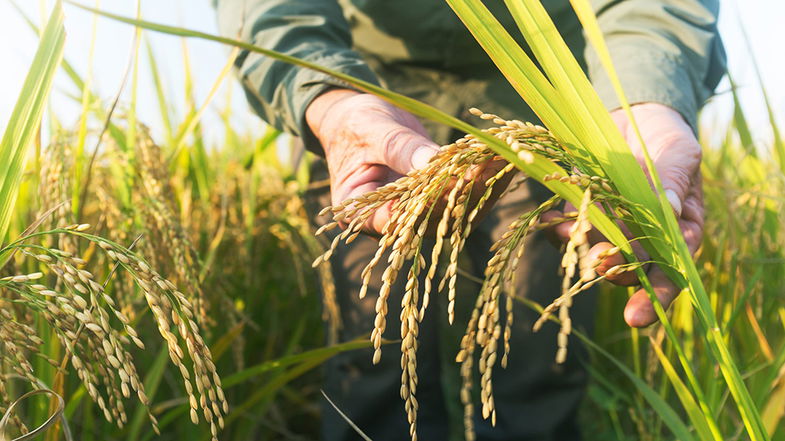 Convegno sull'agricoltura e la transizione energetica a Co-Ro