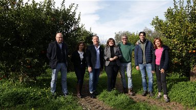 Ecco il nuovo disciplinare di produzione per le Clementine di Calabria IGP