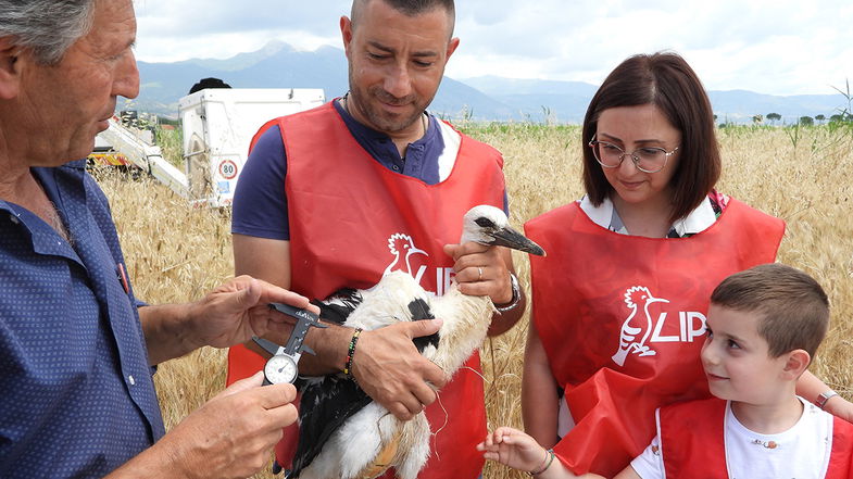 Al via nella Piana di Sibari l’attività di inanellamento scientifico e la campagna “Un nome per la Cicogna”