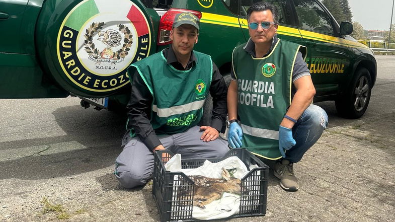 Soccorso un cucciolo di capriolo a Lorica. Ma a causa di un grave trauma è deceduto