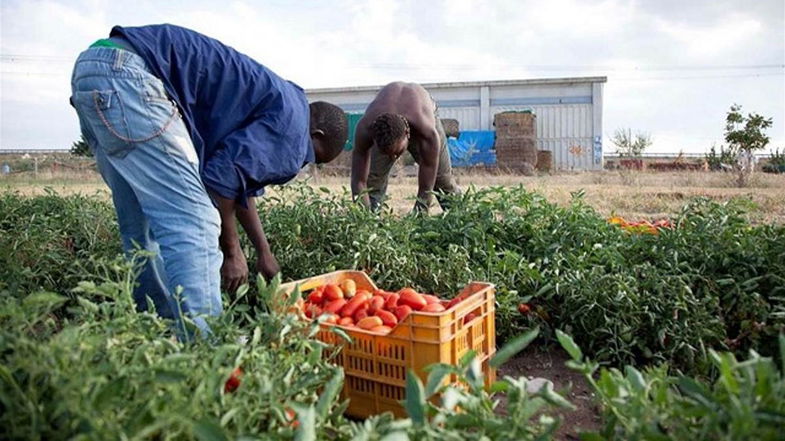 In Calabria quattro lavoratori agricoli su dieci sono irregolari. «Spezziamo il circuito dell'illegalità»