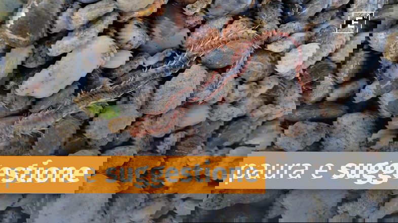 Avvistamenti di