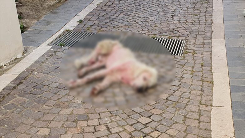 A Paludi cane ferito, trascinato e lasciato morire: Stop Animal Crimes denuncia Sindaco e agente della PL