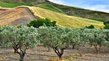 Agricoltura a rischio in Calabria a causa della siccità