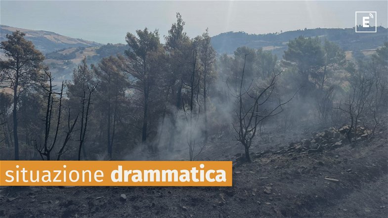Continua a bruciare l'Alto Jonio: centinaia di ettari di boschi e uliveti distrutti