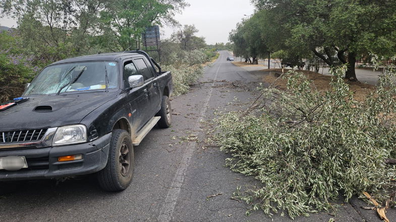 Tromba d'aria a Corigliano-Rossano, vento sradica un ulivo che finisce su un'auto