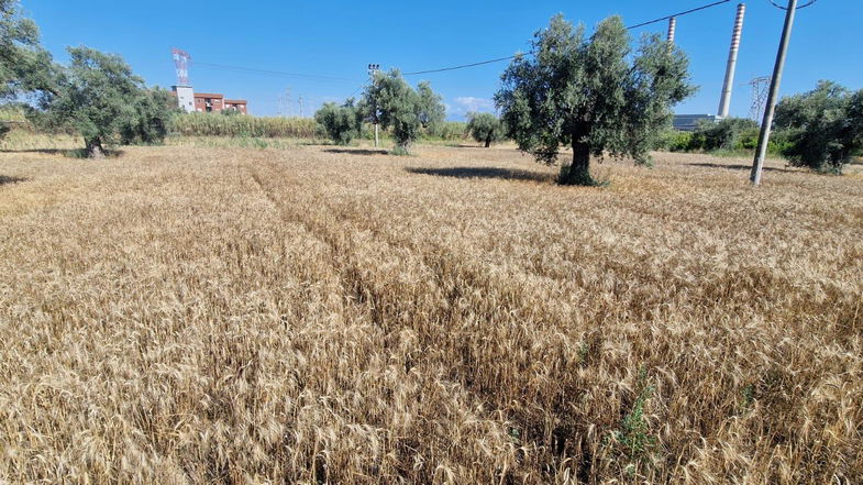 Si conferma ricca e soddisfacente l’annata cerealicola dell'Istituto Majorana 