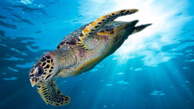 In Calabria le tartarughe marine prediligono lo Jonio, 15 nidi censiti nella nostra Regione