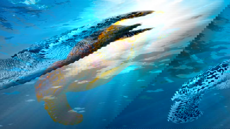 In Calabria le tartarughe marine prediligono lo Jonio, 15 nidi censiti nella nostra Regione
