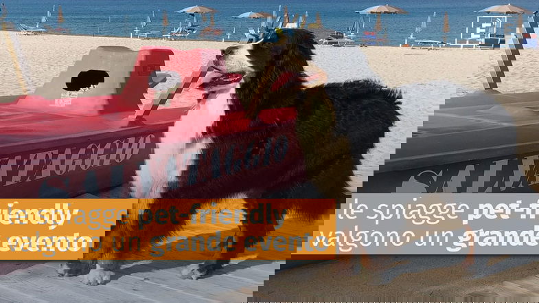 In 100 km di costa la Calabria del nord-est conta (ufficialmente) solo tre spiagge pet-friendly