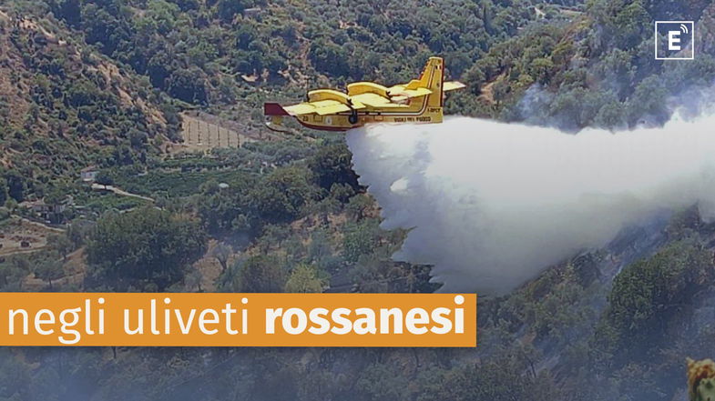 Incendio negli uliveti storici di Rossano: minacciati due frantoi