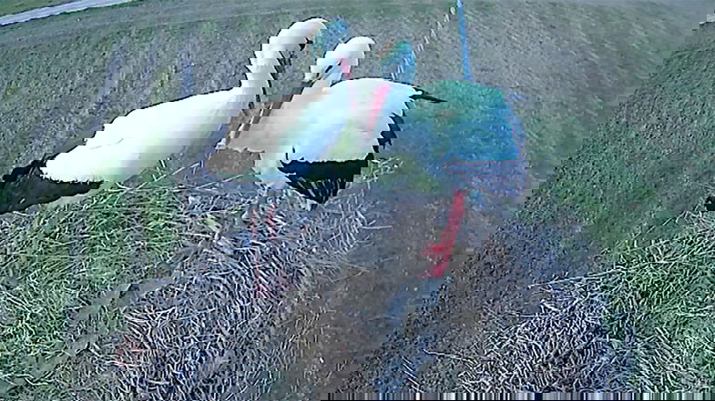 La webcam Lipu emoziona migliaia di persone: seguite due cicogne dal corteggiamento alla nascita dei piccoli