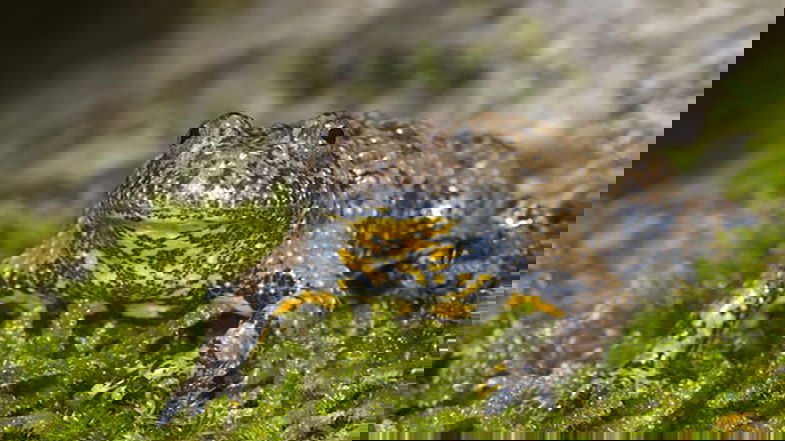L’Ululone appenninico torna a popolare la Riserva del Lago di Tarsia