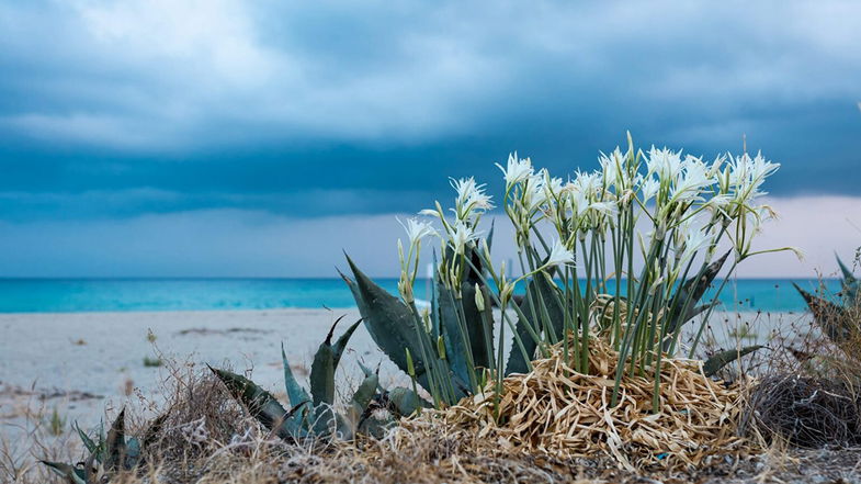 In Calabria si ripete lo spettacolo dei 