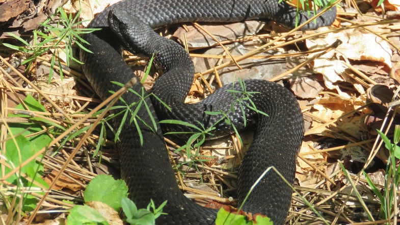 Pensava fosse stato morso da un biacco e invece era una rara vipera melanica: paura per un uomo 