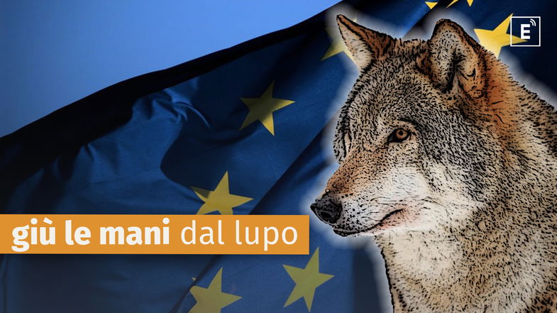 L'Europa abbassa il livello di protezione sui lupi: «Una decisione gravissima»