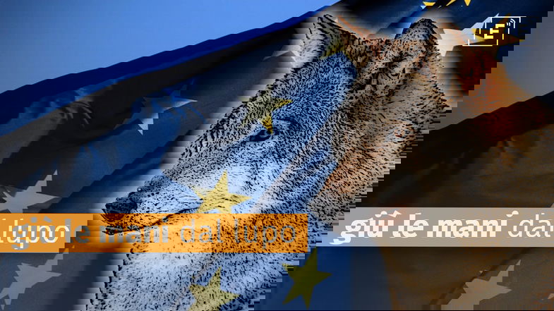 L'Europa abbassa il livello di protezione sui lupi: «Una decisione gravissima»
