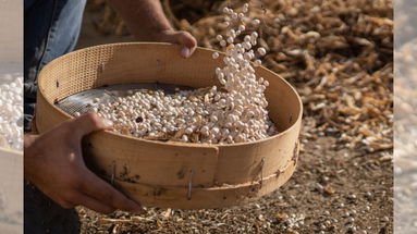 Slow Beans, l'appuntamento di Slow Food sui legumi si terrà a Mormanno