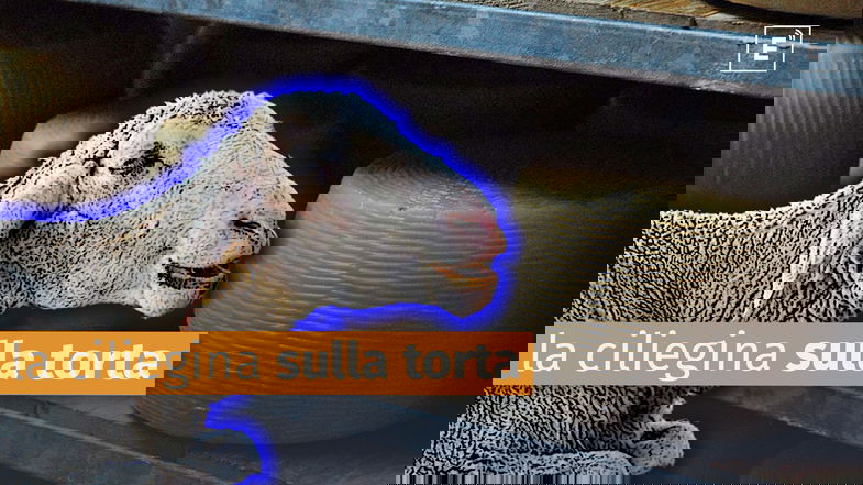 Lingua Blu continua ad espandersi, nuovi focolai anche nella Sila Greca