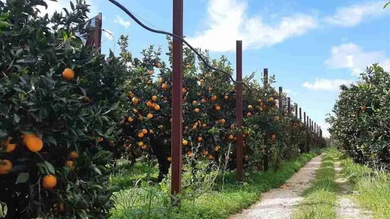 Coldiretti Cosenza sulla recrudescenza di atti intimidatori a Co-Ro: «Mondo agricolo sotto attacco»