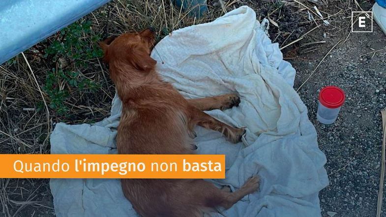 Randagismo, ancora emergenza: recuperati due cani vaganti