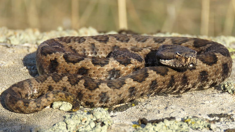 Sila, vipera si rifugia sotto un’auto in una zona abitata: messa in salvo