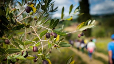 A Co-Ro torna l'atteso appuntamento con la Camminata tra gli Olivi