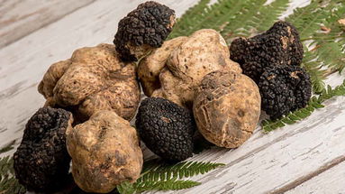 A Laino Borgo una festa per celebrare il re del bosco: il Tartufo del Pollino