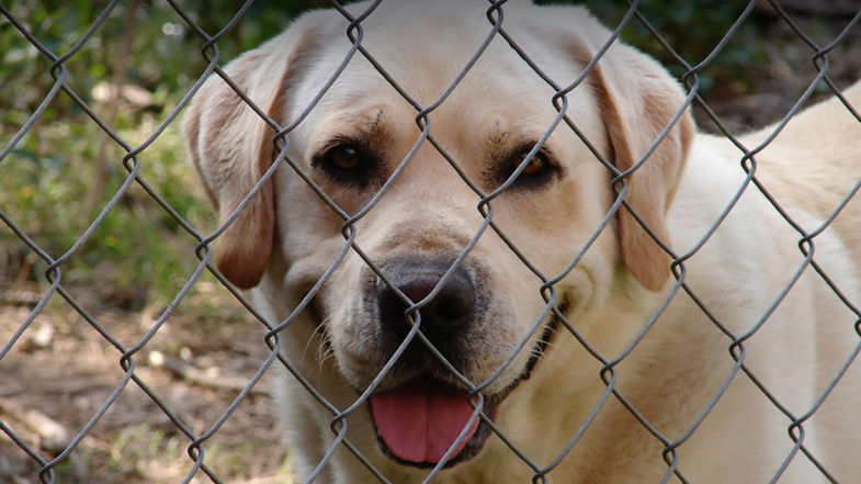 Lotta al randagismo, a Co-Ro riparte l'attività di cattura dei cani vaganti