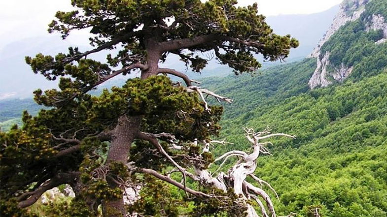 Nel Pollino arriva #RigeneraBoschi, un progetto nazionale che si prende cura delle foreste