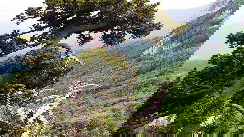Nel Pollino arriva #RigeneraBoschi, un progetto nazionale che si prende cura delle foreste