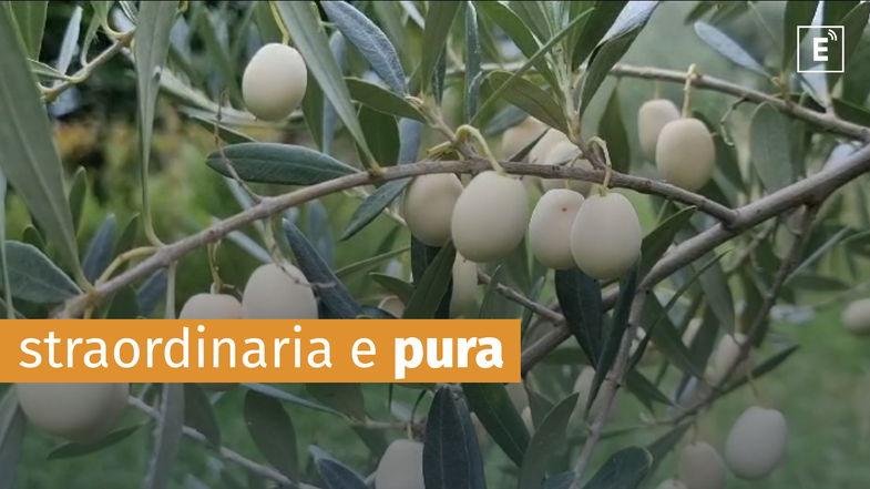 Nella Città dell'Olio (inesistente) è iniziata la molitura della leucocarpa