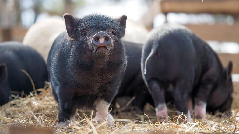 Benessere animale, Madeo di San Demetrio vince il Good Pig Award